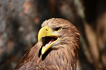 Eagle, king of the sky and beautiful predator
