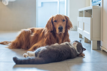 Golden Retriever dogs and British short-haired cats lie on the ground