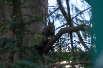 Eichhörnchen auf Baum