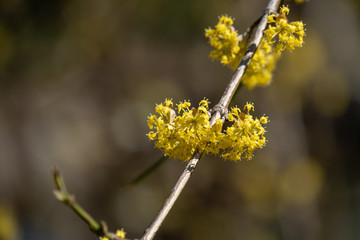 Gelbe Frühlingsblumen
