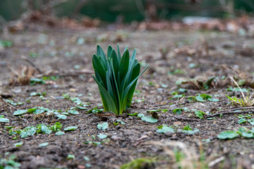 Frühlingsblumen