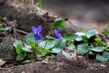 Frühlingsblumen