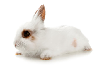 Cute fluffy rabbit on white background