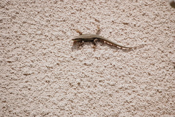 Lézard