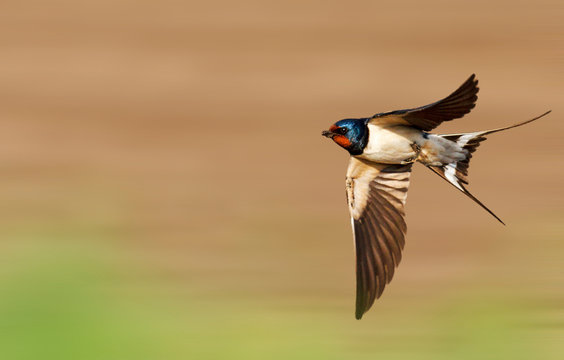 barn swallow flies fast