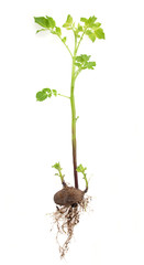 じゃがいもの出芽