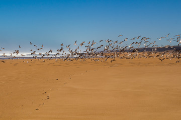 Sandy beach, seagulls and Atlantic ocean