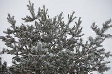 Branch of a tree in snow