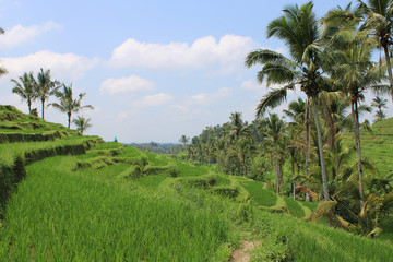 Fototapeta na wymiar Jatiluwih - Rice terrace - Bali - Indonesia
