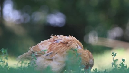 young cockerel plucks green grass