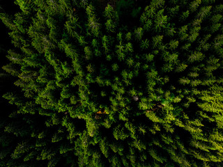 Magic woodland or forest at spring from above