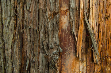 Obraz premium ragged tree bark resin