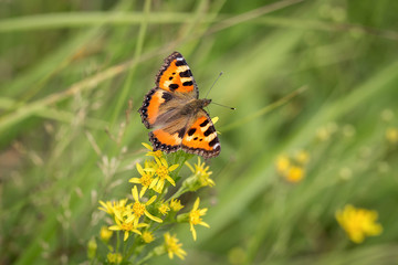Fototapeta na wymiar Butterfly in the green field