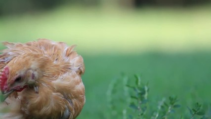young red rooster eats green grass