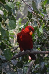 Red and blue Electus Parrot (Eclectus roratus), often seen between New Guinea and Australia