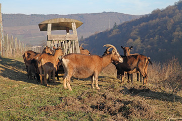 Hausziege