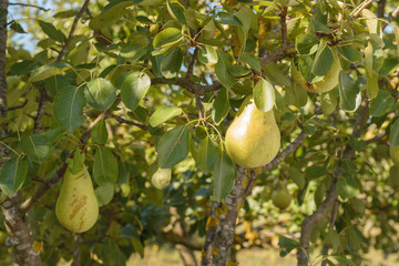 Branch of pear tree with hanging pears. Fruit tree.