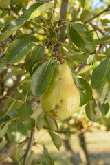 Branch of pear tree with hanging pears. Fruit tree.