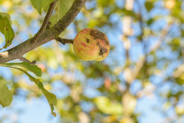 Disease of the apple tree, mottled of the apple tree