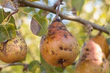 Disease of the pear tree, scabies on the pears