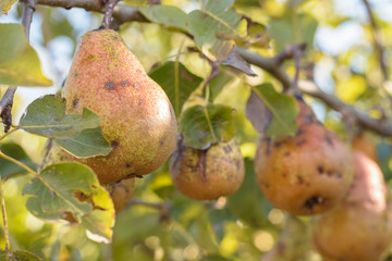 Disease of the pear tree, scabies on the pears