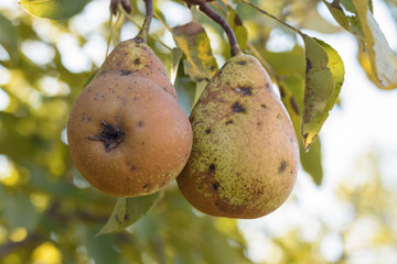 Disease of the pear tree, scabies on the pears