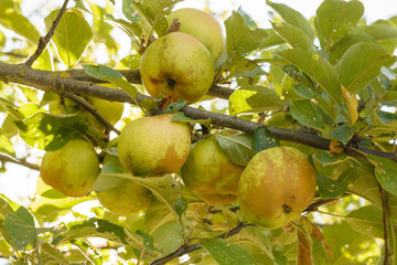 Branch of apple tree with hanging apples. Fruit tree.