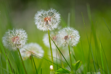 closeup white dandelion flowers in a green grass