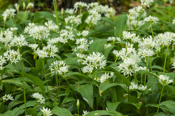 Bärlauch (Allium ursinum)