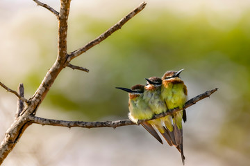birds bee eater