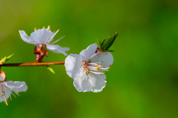 closeup spring apple tree branch in a blossom