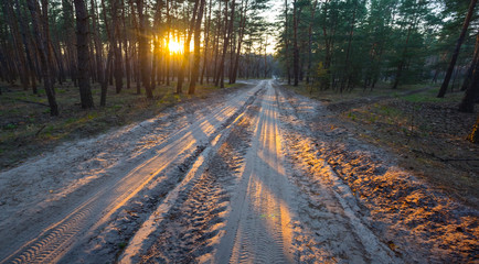 sandy road in a forest at the sunset