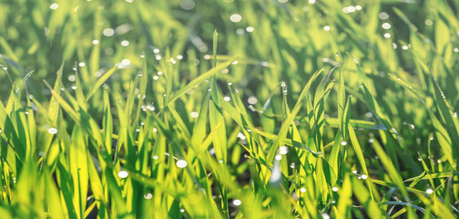 closeup fresh green grass in a water drops, natural background