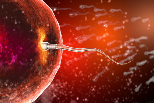 Fertilization of human egg cell by sperm cell spermatozoon