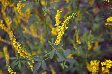 yellow flowers