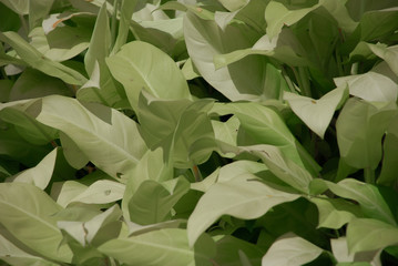 Background full of light-green leaves