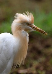 Cattle egret in the field of Kerala