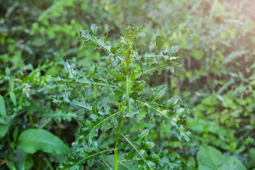 Green plant growing in the nature. Spines and prickles in the wild.