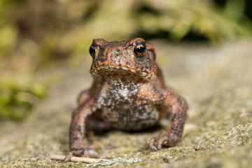 Eine kleine 3 cm lange  freigestellte Erdkröte in der Vorderansicht