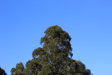 arbol y cielo