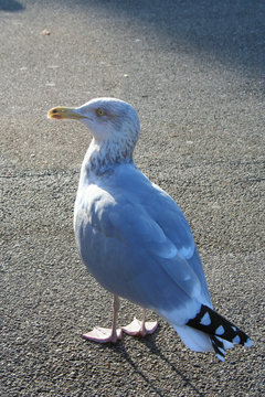 a seegull standing on street