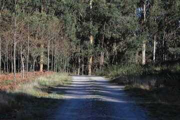 Mi camino