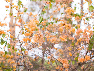 Orange bougainvillea and bokeh background