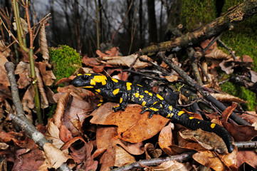 Feuersalamander (Salamandra salamandra salamandra) - Fire salamander