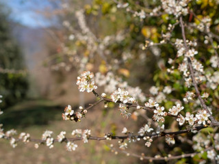 Spring blossom, white blackthorn flowers of Prunus spinosa, in nature. Europe.