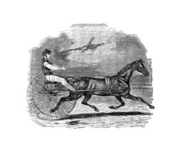 Horse