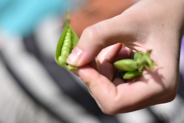 pod of peas in hands