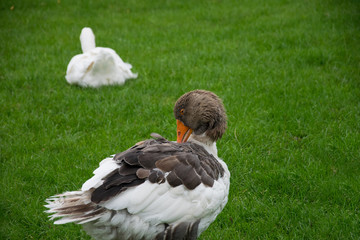 Two geese one brown and white in focus another white goose in the background on green grass