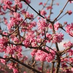 Springtime background. Dawn viburnum with pink flowers. V. bodnantense