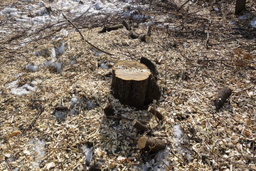 Felled trees. Stump and wood chips. The concept of bad ecology. Cutting down trees.